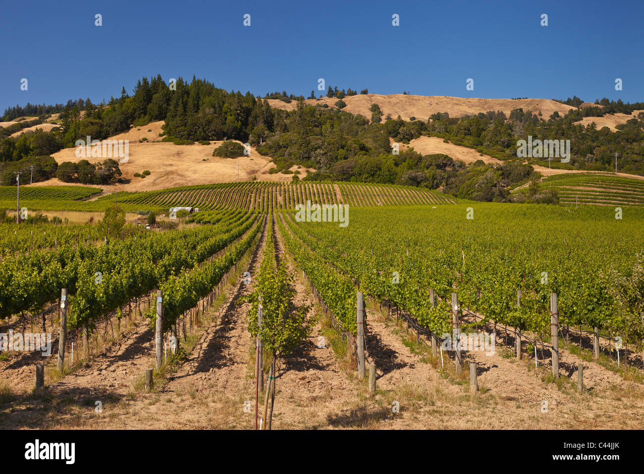 BOONVILLE, CALIFORNIA, STATI UNITI D'AMERICA - paesaggio di vigneti in Mendocino County. Foto Stock