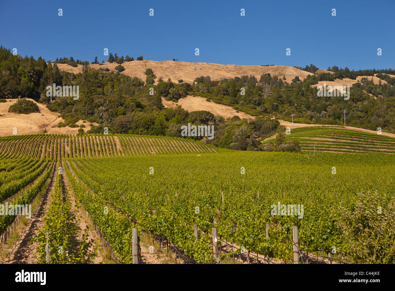 BOONVILLE, CALIFORNIA, STATI UNITI D'AMERICA - paesaggio di vigneti in Mendocino County. Foto Stock