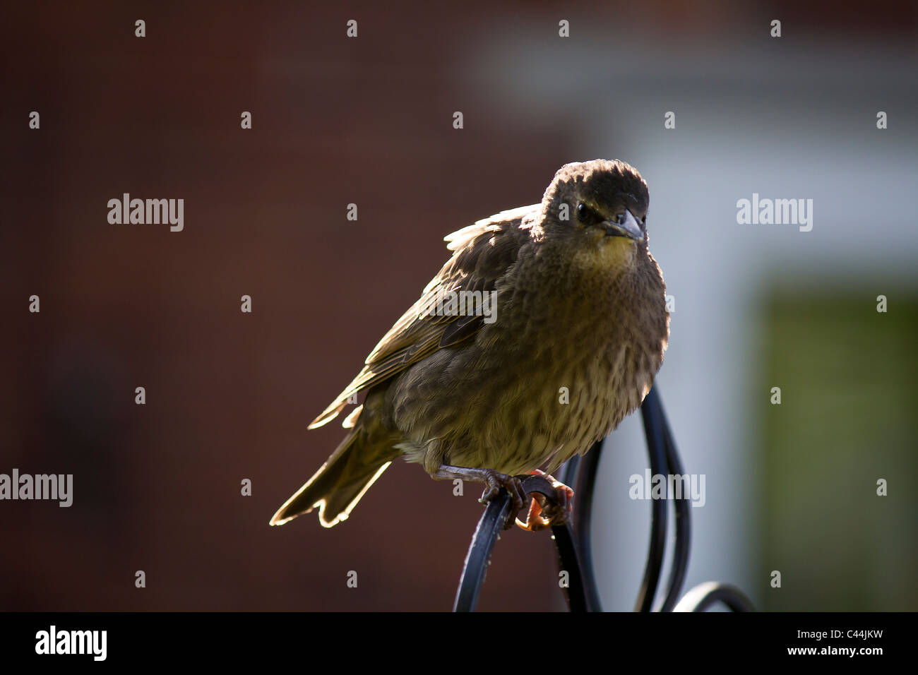 Catturato da sole questo giovane starling non sembrano così squallida ma non colorata come i suoi genitori Foto Stock Catturato da sole questo giovane starling non sembrano così squallida ma non colorata come i suoi genitori Foto Stock