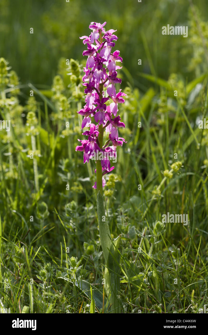 Inizio orchidea viola (Orchis mascula) in Pietro Dale Foto Stock