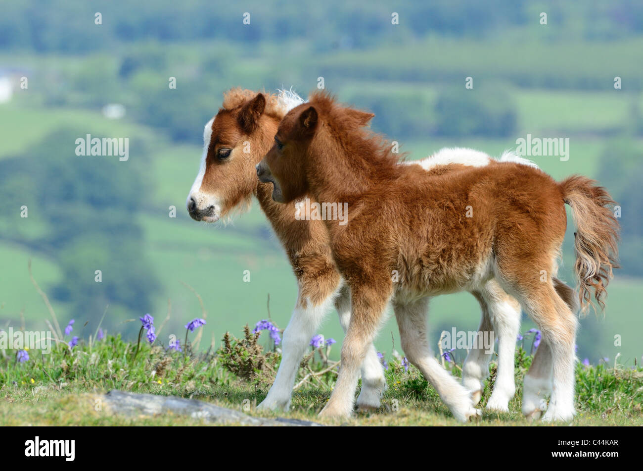 Pony Shetland puledri Foto Stock