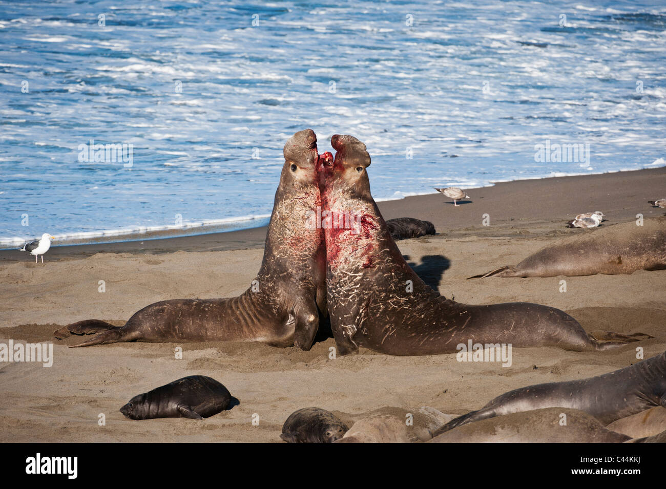 Maschio adulto northern elephant guarnizioni - Mirounga angustirostris - lotta sulla spiaggia a PIEDRAS BLANCAS, San Simeone, California Foto Stock