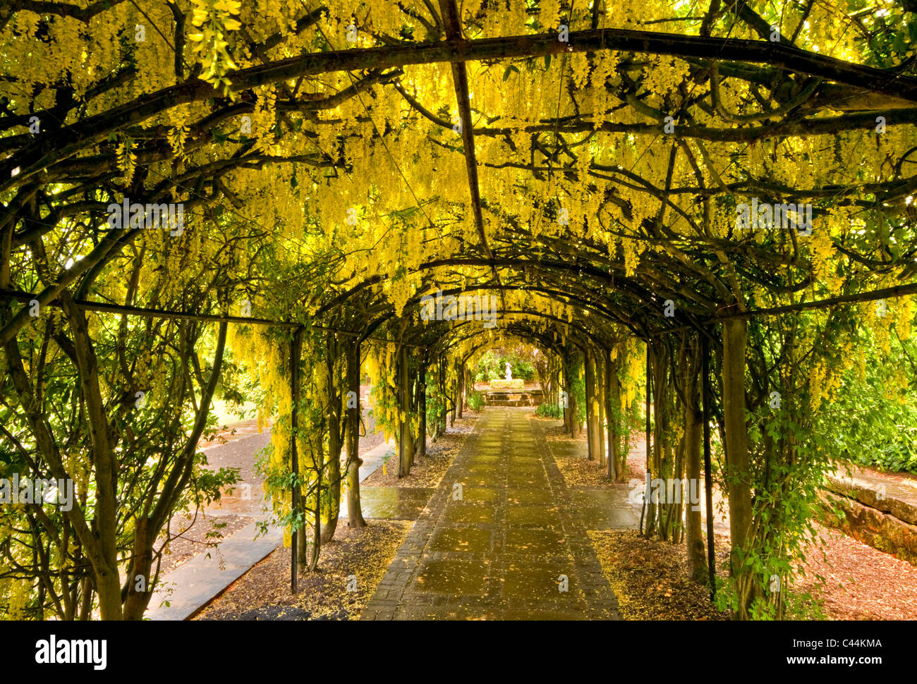 Il Maggiociondolo Arch, Ness Giardini Botanici, il Wirral, Merseyside England, Regno Unito Foto Stock
