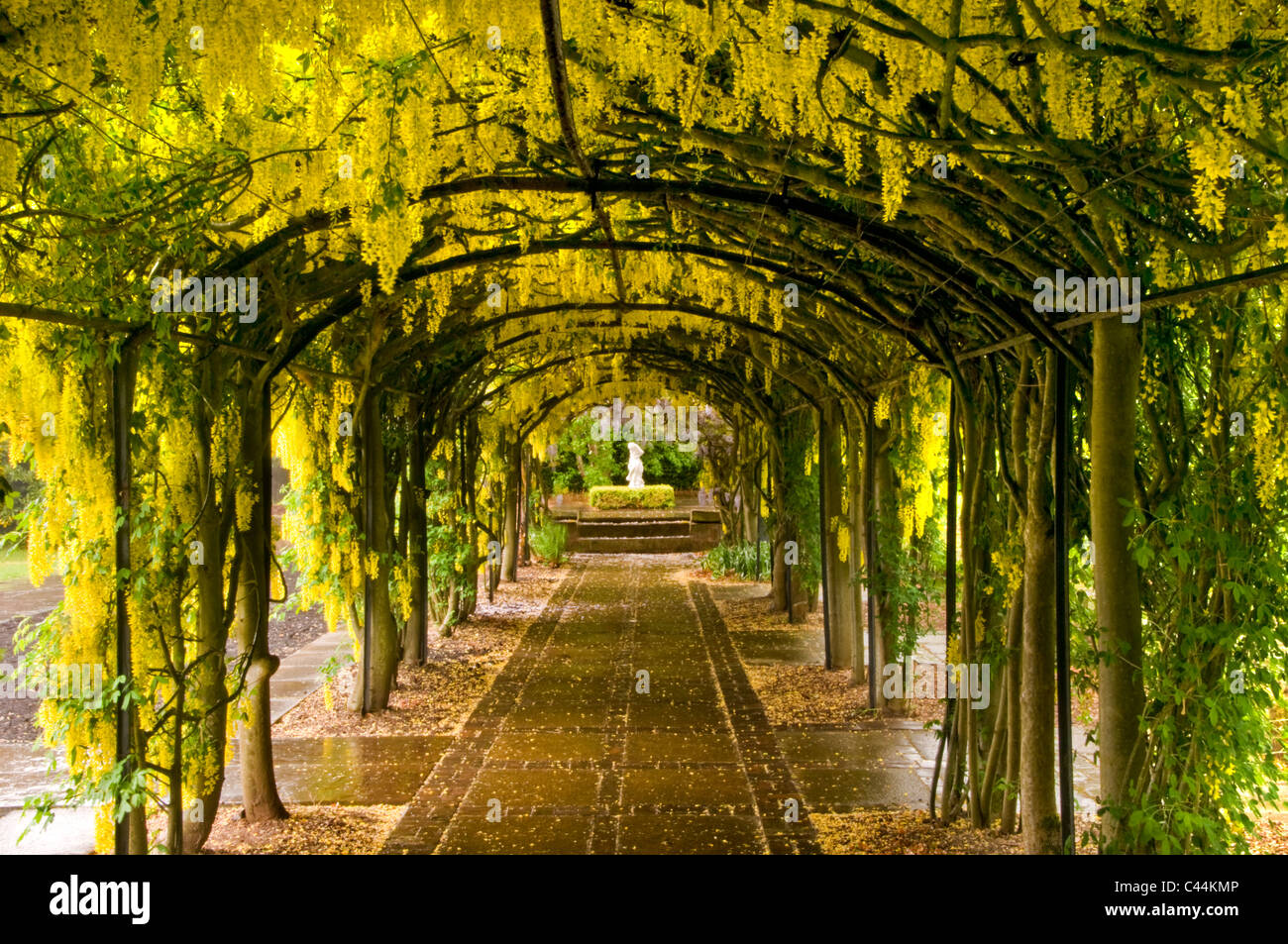 Il Maggiociondolo Arch, Ness Giardini Botanici, il Wirral, Merseyside England, Regno Unito Foto Stock