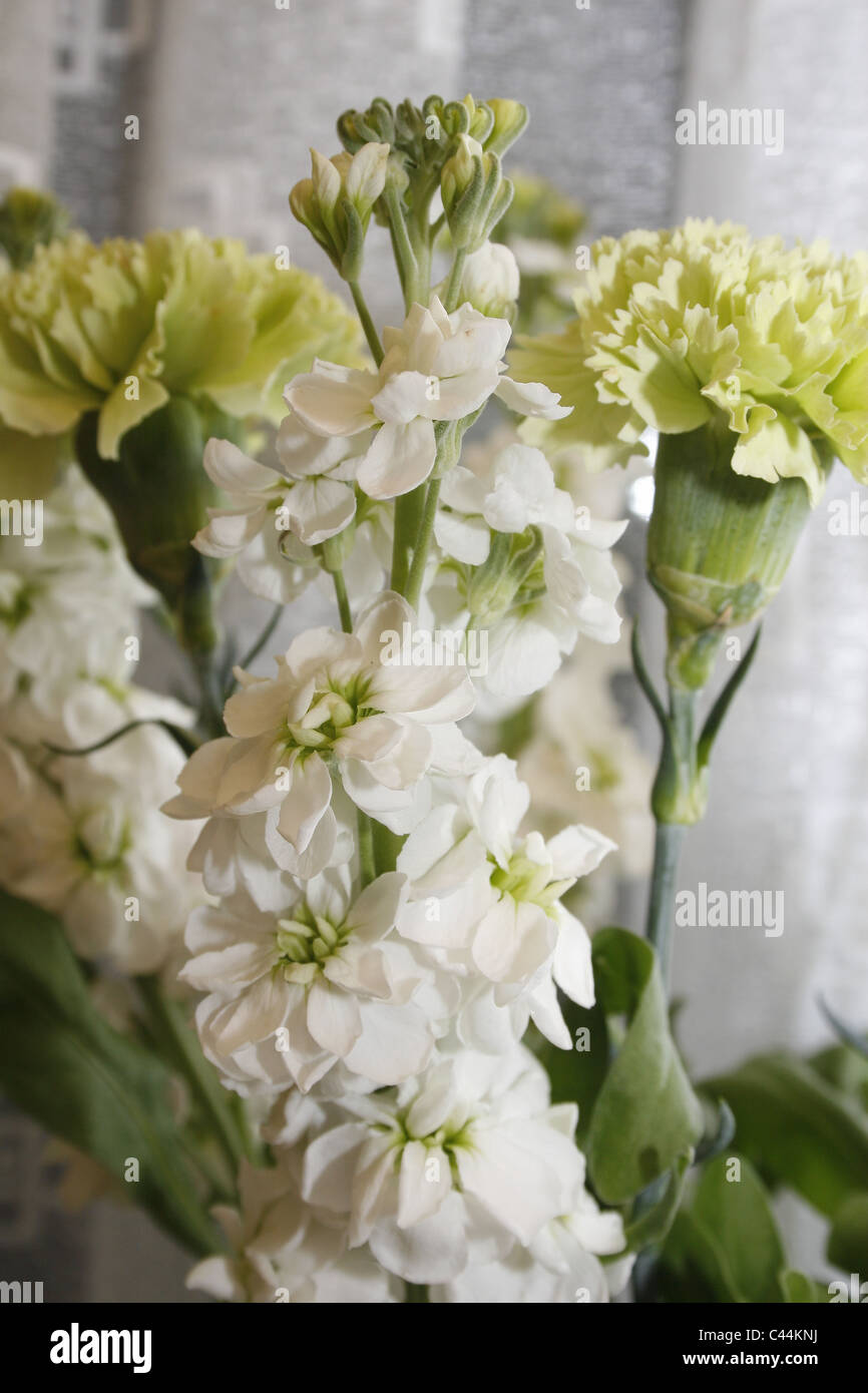 Crisantemi e degli stock di fiori in mostra Foto Stock