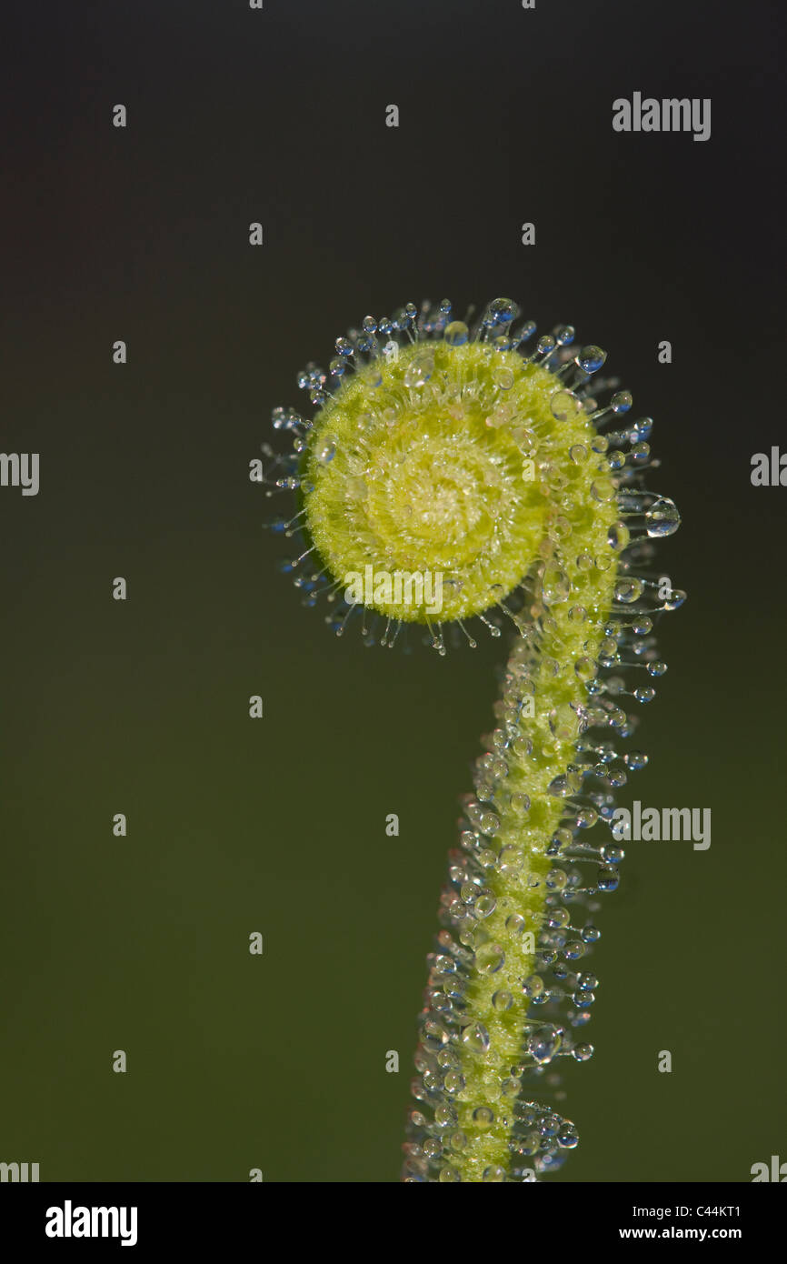 Close up dei carnivori Thread-lasciava in foglia Sundew Drosera filiformis var tracyi Florida USA Foto Stock