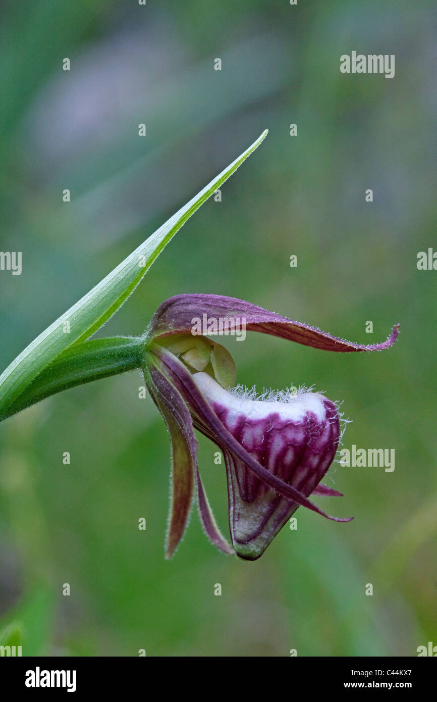 Ram's-testa Lady-Slipper Orchid in bloom Cypripedium arietinum USA orientale Foto Stock