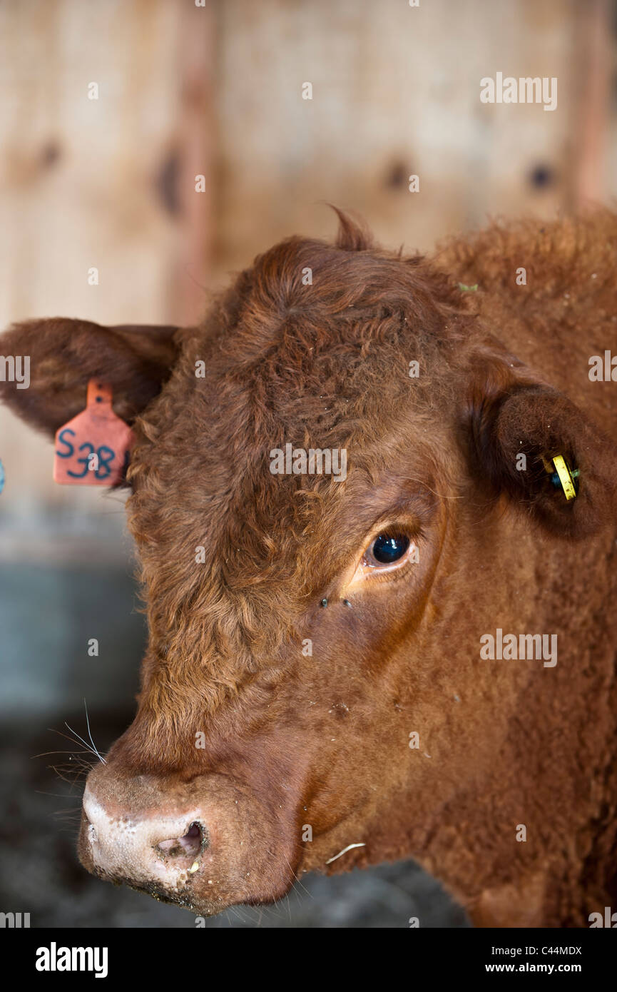 Dexter capi di bestiame presenti in una azienda agricola di famiglia a Stevensville, nel Montana. Foto Stock