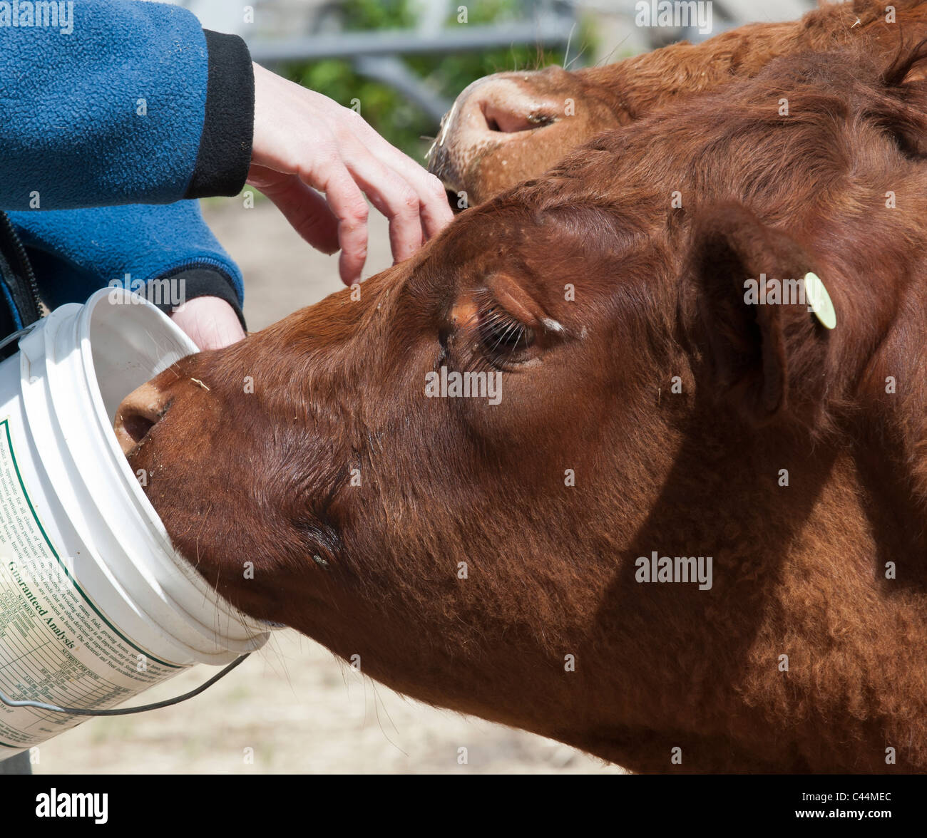 Dexter vacca benna essendo alimentati su una fattoria a gestione familiare a Stevensville, nel Montana. Foto Stock