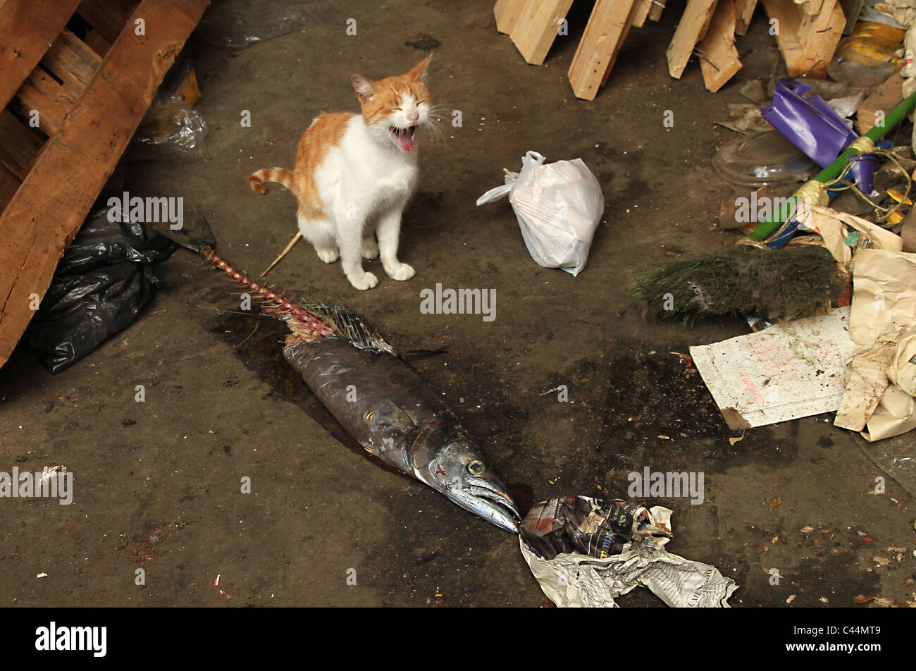 Un gatto randagio lambisce le sue labbra mentre si mangia un grande pesce in disuso il Mercado Puerto mercato del pesce a Valparaiso, Cile. Foto Stock