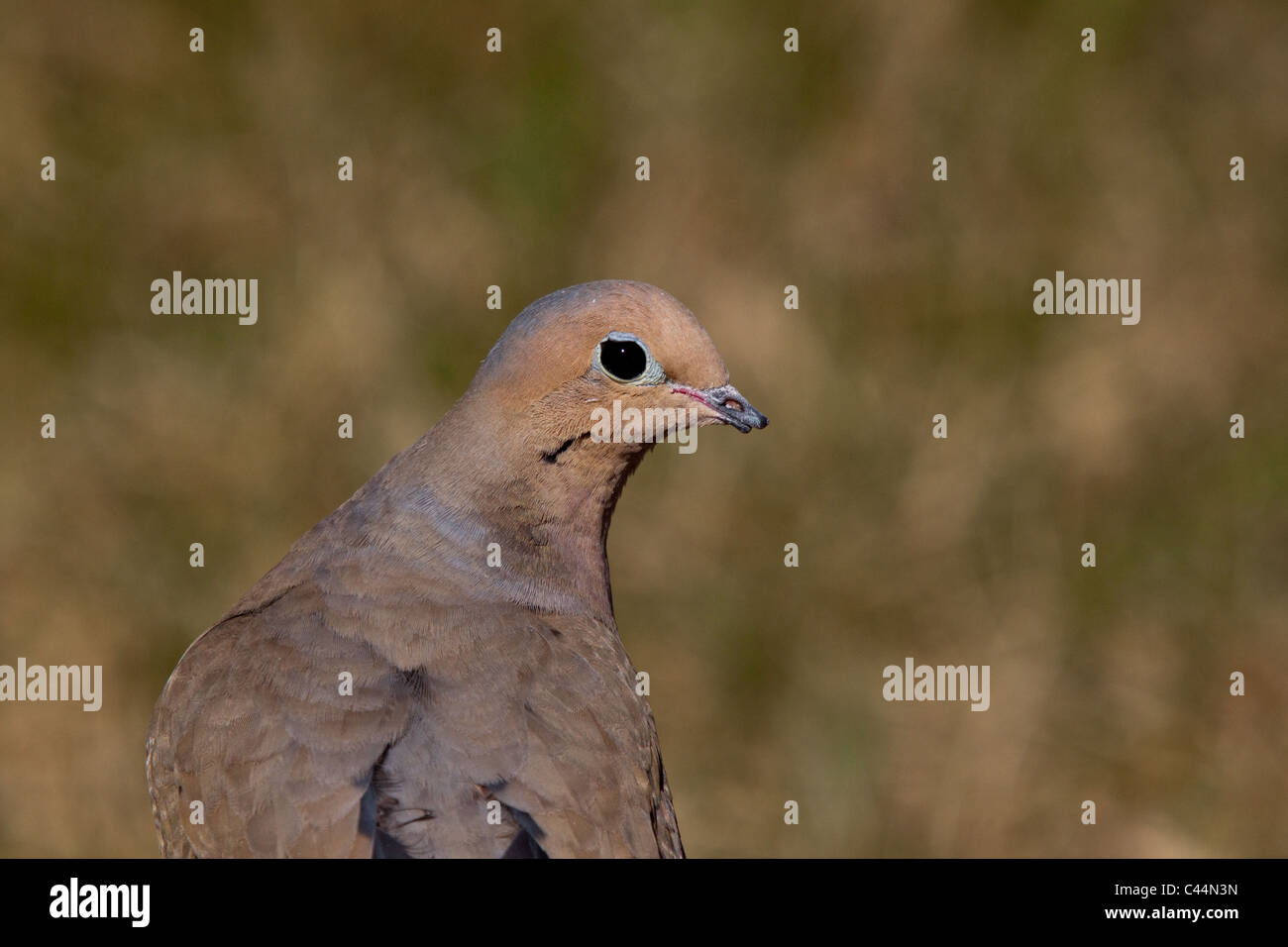 Colomba di dolore Foto Stock