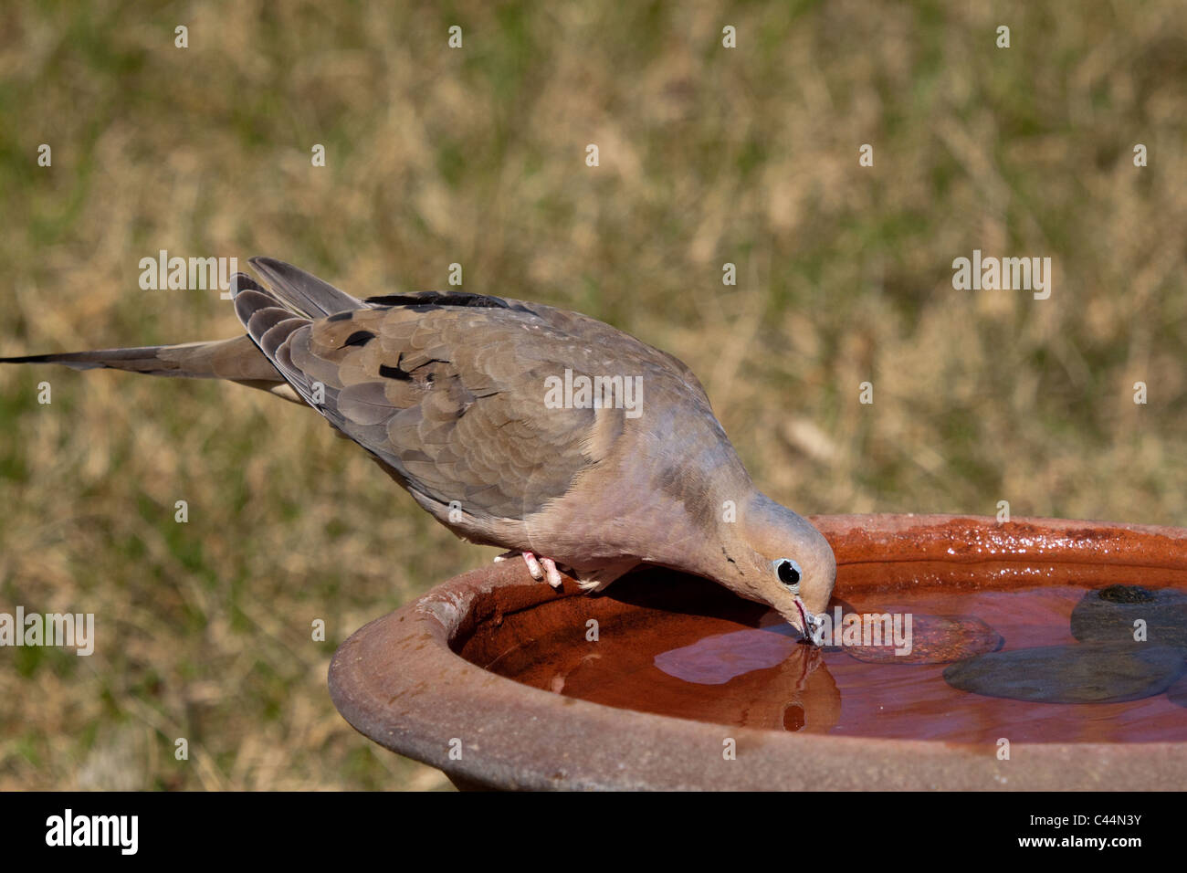 Colomba di dolore Foto Stock