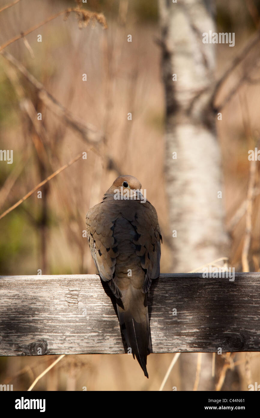 Colomba di dolore Foto Stock