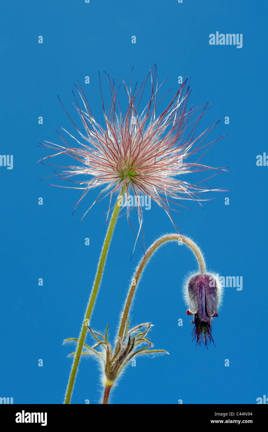 Pasqueflower orientale (Pulsatilla patens), l'Ucraina, l'Europa orientale Foto Stock