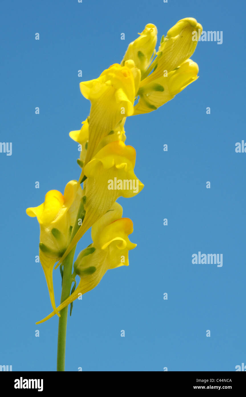 Comune (Toadflax Linaria vulgaris Mill), l'Ucraina, l'Europa orientale Foto Stock
