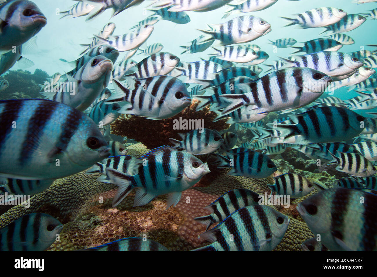 Secca di forbici-tail sergente, Abudefduf sexfasciatus, Beqa Lagoon, Viti Levu, Isole Figi Foto Stock