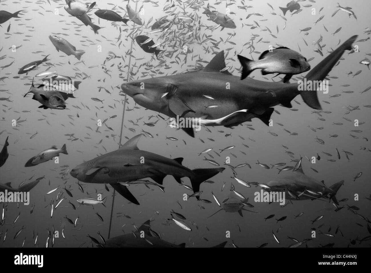 Gruppo di squali toro, Carcharhinus leucas, Beqa Lagoon, Viti Levu, Isole Figi Foto Stock
