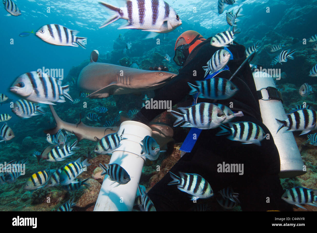 Whitetip Reef squalo ad Alimentazione degli squali, Triaenodon obesus, Beqa Lagoon, Viti Levu, Isole Figi Foto Stock