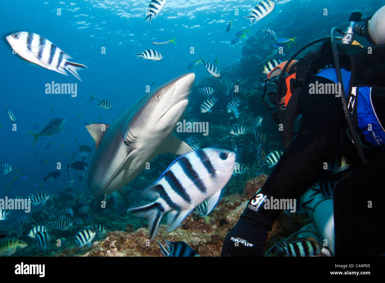 Grey Reef Shark all alimentazione degli squali, Carcharhinus amblyrhynchos, Beqa Lagoon, Viti Levu, Isole Figi Foto Stock