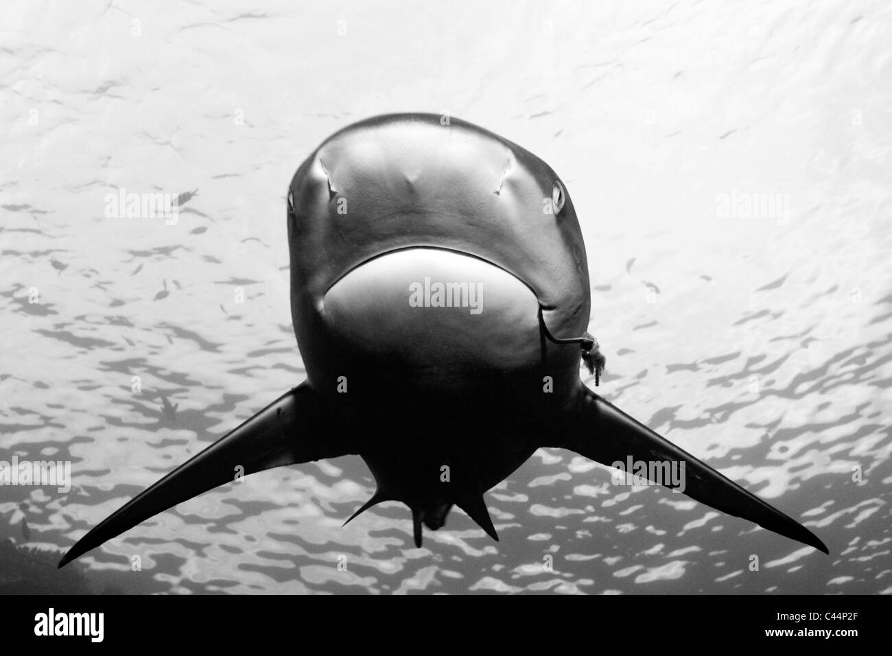 Grey Reef Shark Carcharhinus amblyrhynchos, Beqa Lagoon, Viti Levu, Isole Figi Foto Stock