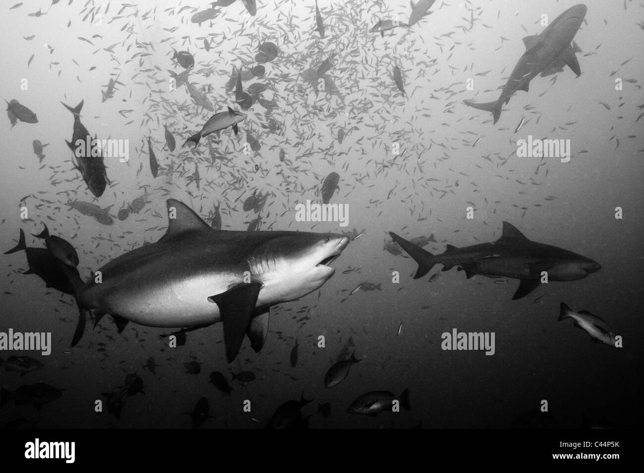 Gruppo di squali toro, Carcharhinus leucas, Beqa Lagoon, Viti Levu, Isole Figi Foto Stock