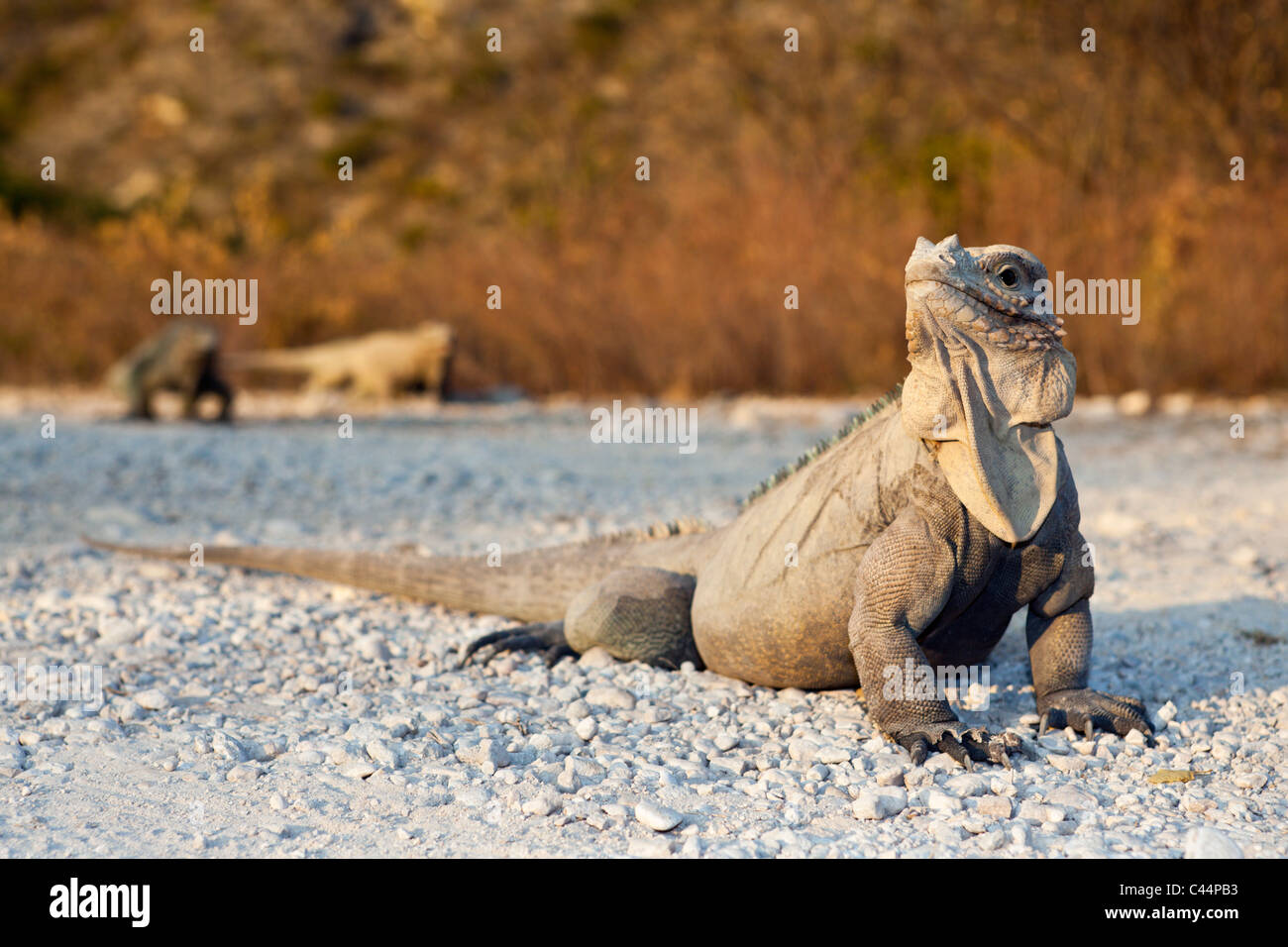 Il rinoceronte, Iguana Cyclura cornuta, Isla Cabritos National Park, lago Enriquillo, Repubblica Dominicana Foto Stock