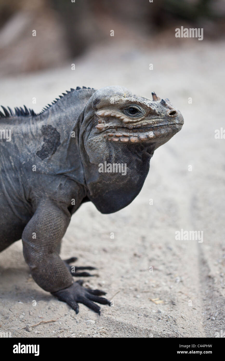 Il rinoceronte, Iguana Cyclura cornuta, Isla Cabritos National Park, lago Enriquillo, Repubblica Dominicana Foto Stock