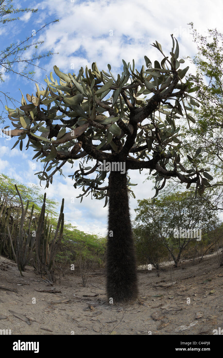 Flora Nationalpark Isla Cabritos, Isla Cabritos National Park, lago Enriquillo, Repubblica Dominicana Foto Stock
