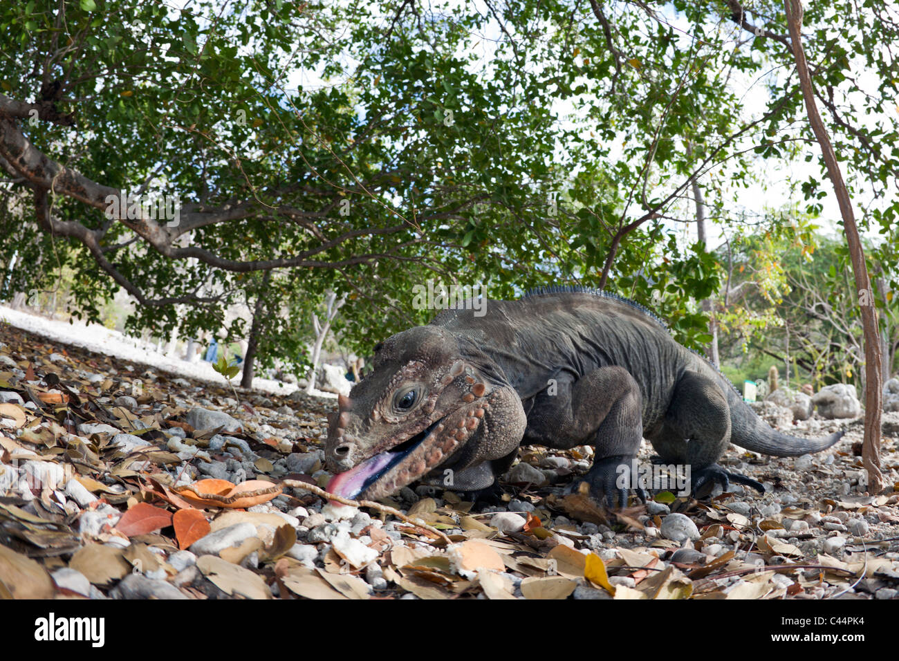 Il rinoceronte, Iguana Cyclura cornuta, Isla Cabritos National Park, lago Enriquillo, Repubblica Dominicana Foto Stock