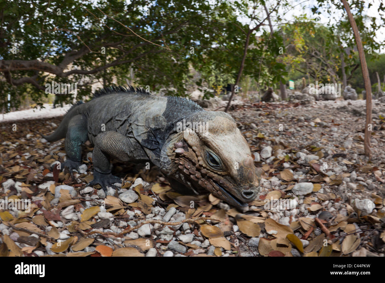 Il rinoceronte, Iguana Cyclura cornuta, Isla Cabritos National Park, lago Enriquillo, Repubblica Dominicana Foto Stock
