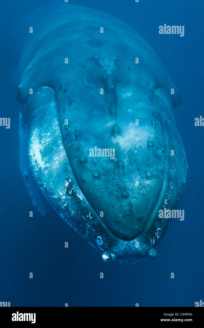 Humpback Whale, Megaptera novaeangliae, Baia di Samana, Repubblica Dominicana Foto Stock
