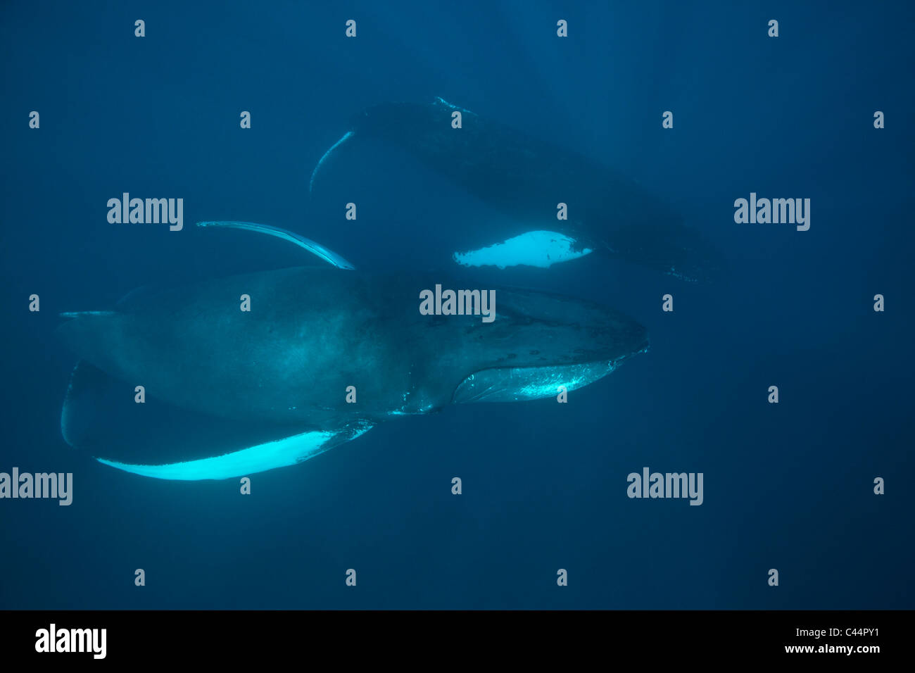 Coppia di balene megattere, Megaptera novaeangliae, Baia di Samana, Repubblica Dominicana Foto Stock