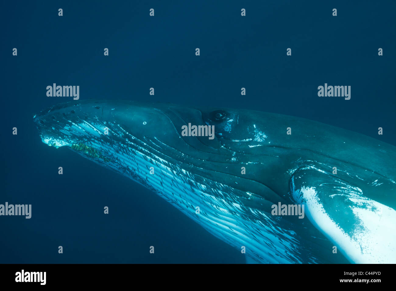 Humpback Whale, Megaptera novaeangliae, Baia di Samana, Repubblica Dominicana Foto Stock