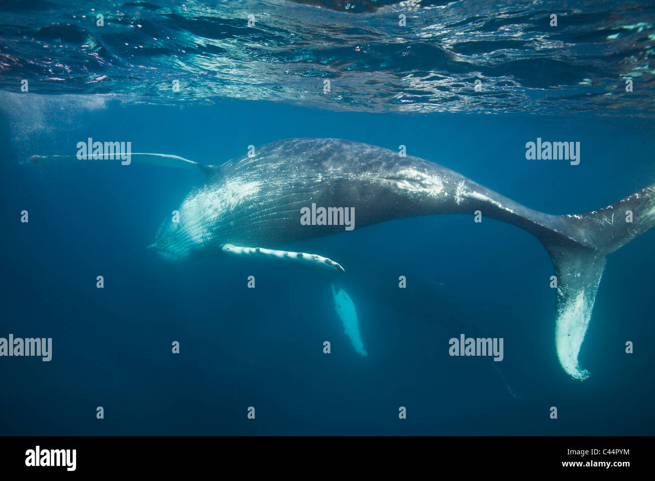 Humpback Whale, Megaptera novaeangliae, Baia di Samana, Repubblica Dominicana Foto Stock
