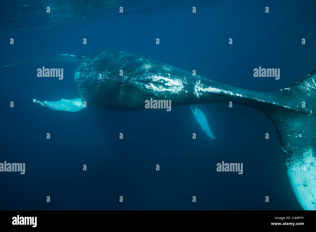 Humpback Whale, Megaptera novaeangliae, Baia di Samana, Repubblica Dominicana Foto Stock