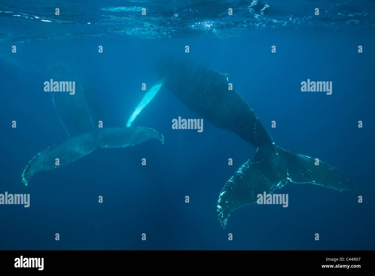 Coppia di balene megattere, Megaptera novaeangliae, Baia di Samana, Repubblica Dominicana Foto Stock