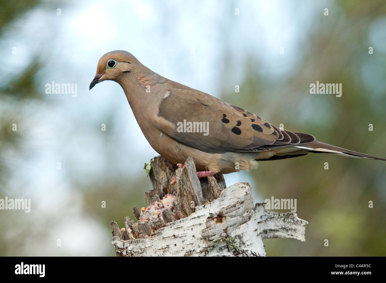 Colomba di dolore Foto Stock