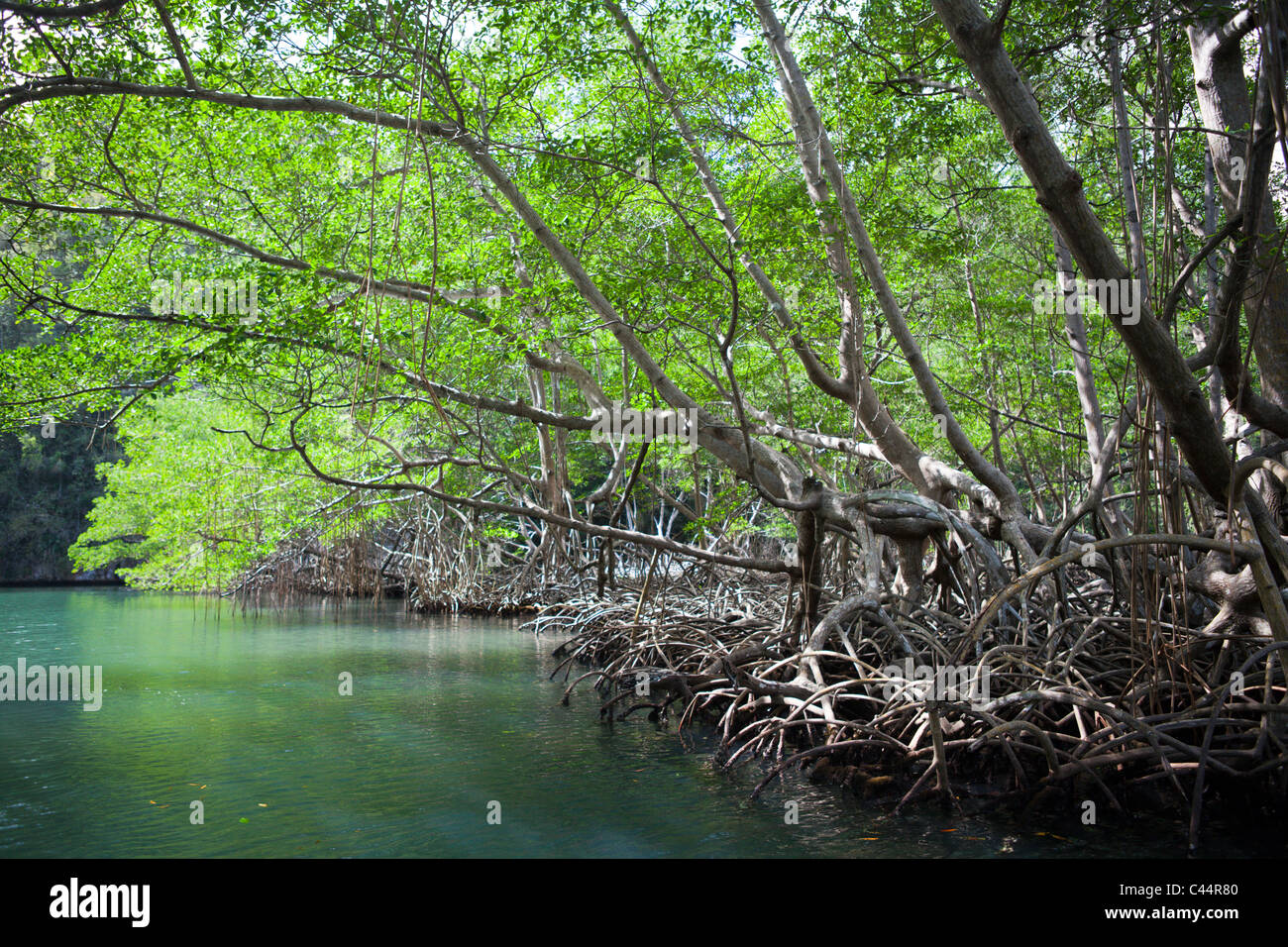 Le mangrovie Rhizophora, Parco Nazionale Los Haitises, Repubblica Dominicana Foto Stock