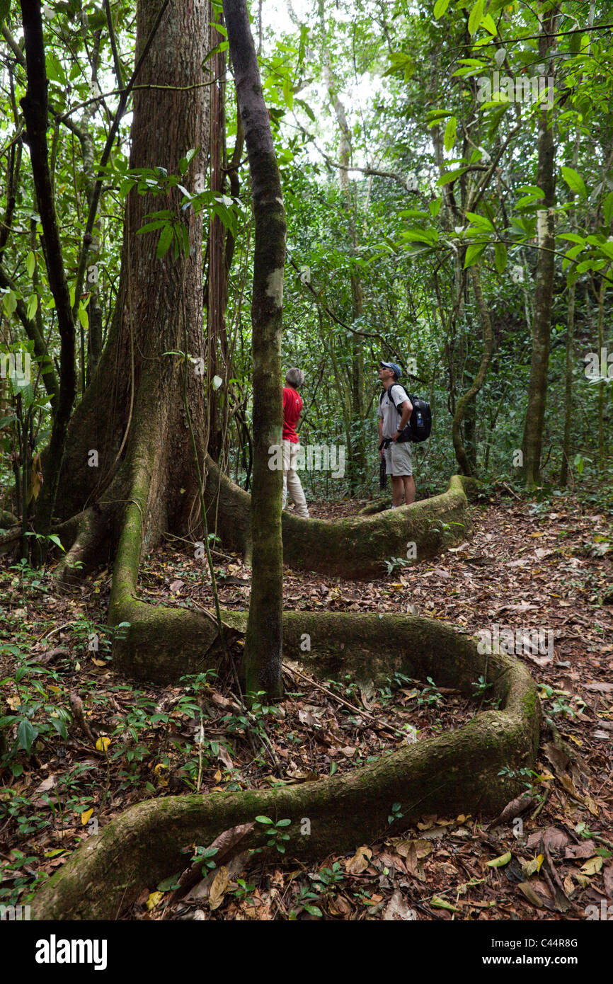 Escursioni al Parco Nazionale Los Haitises, Parco Nazionale Los Haitises, Repubblica Dominicana Foto Stock