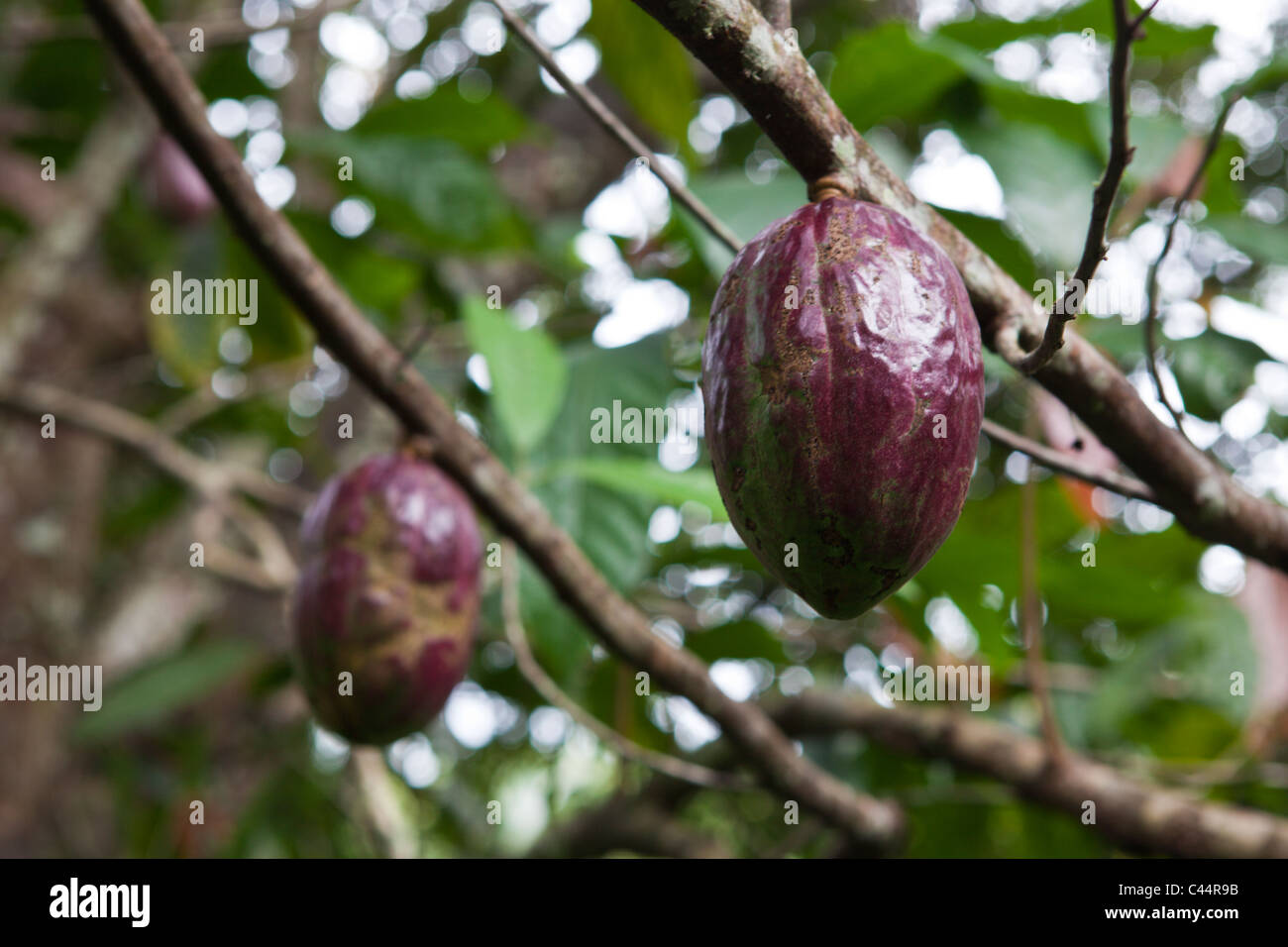 Frutto dell'albero di cacao, Theobroma cacao, Parco Nazionale Los Haitises, Repubblica Dominicana Foto Stock