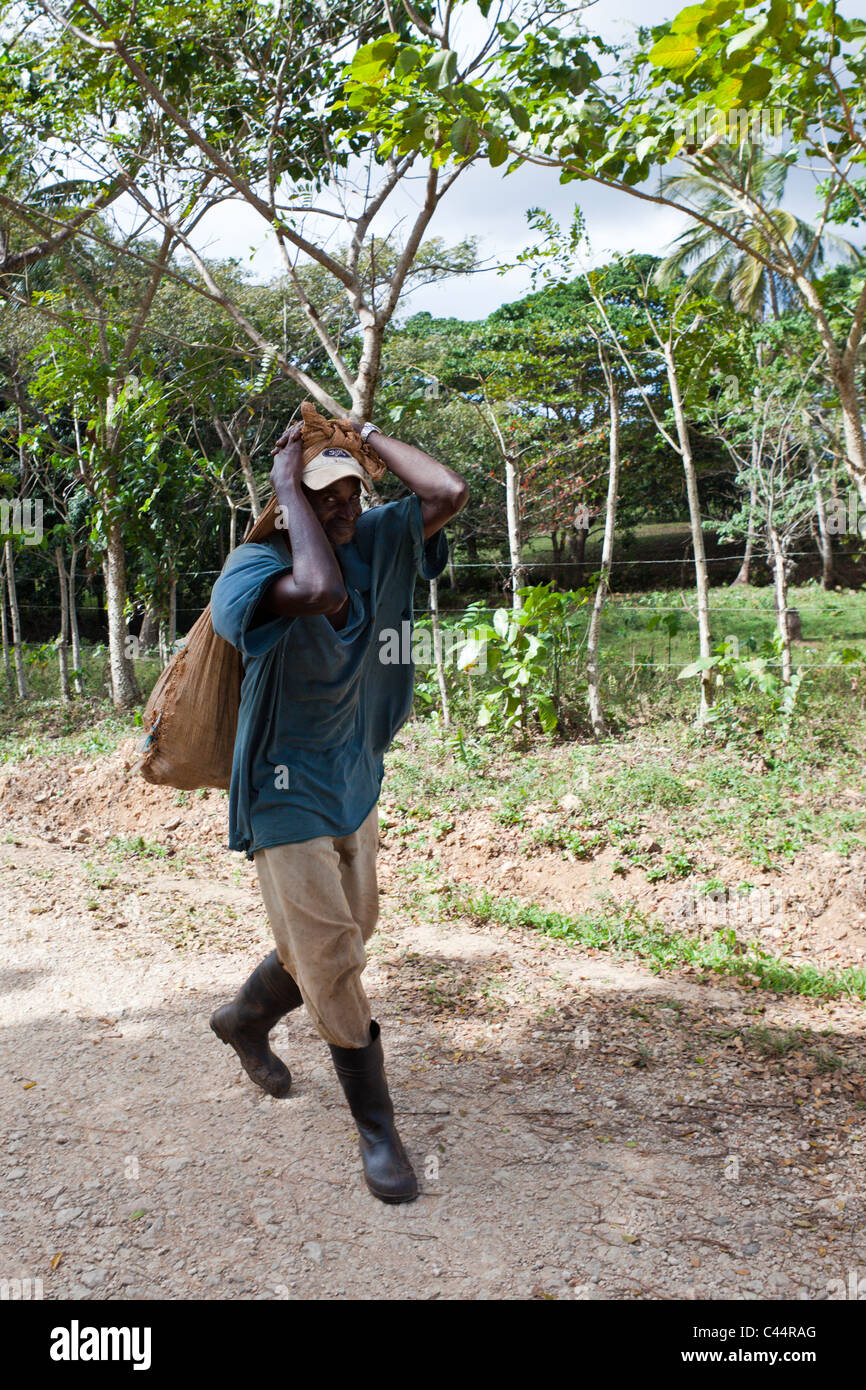 Contadino al lavoro, Parco Nazionale Los Haitises, Repubblica Dominicana Foto Stock