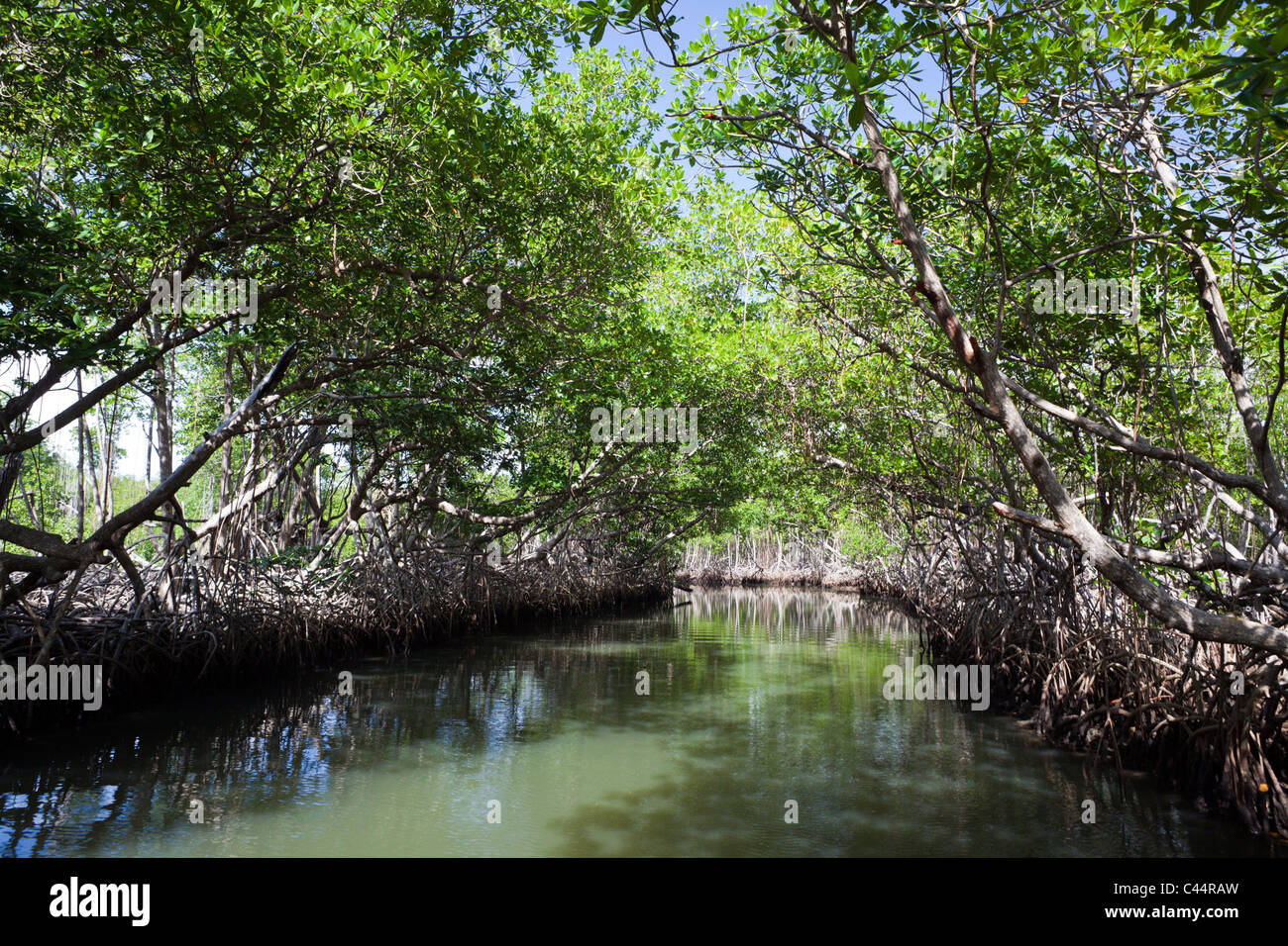 Le mangrovie Rhizophora, Parco Nazionale Los Haitises, Repubblica Dominicana Foto Stock