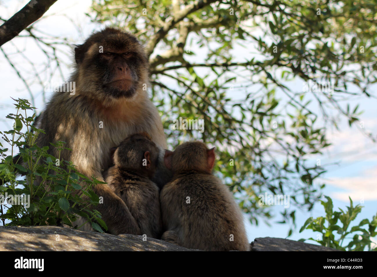 Un Barbary Macaque ripara dal calore del giorno e proteggendo la sua giovane. Foto Stock