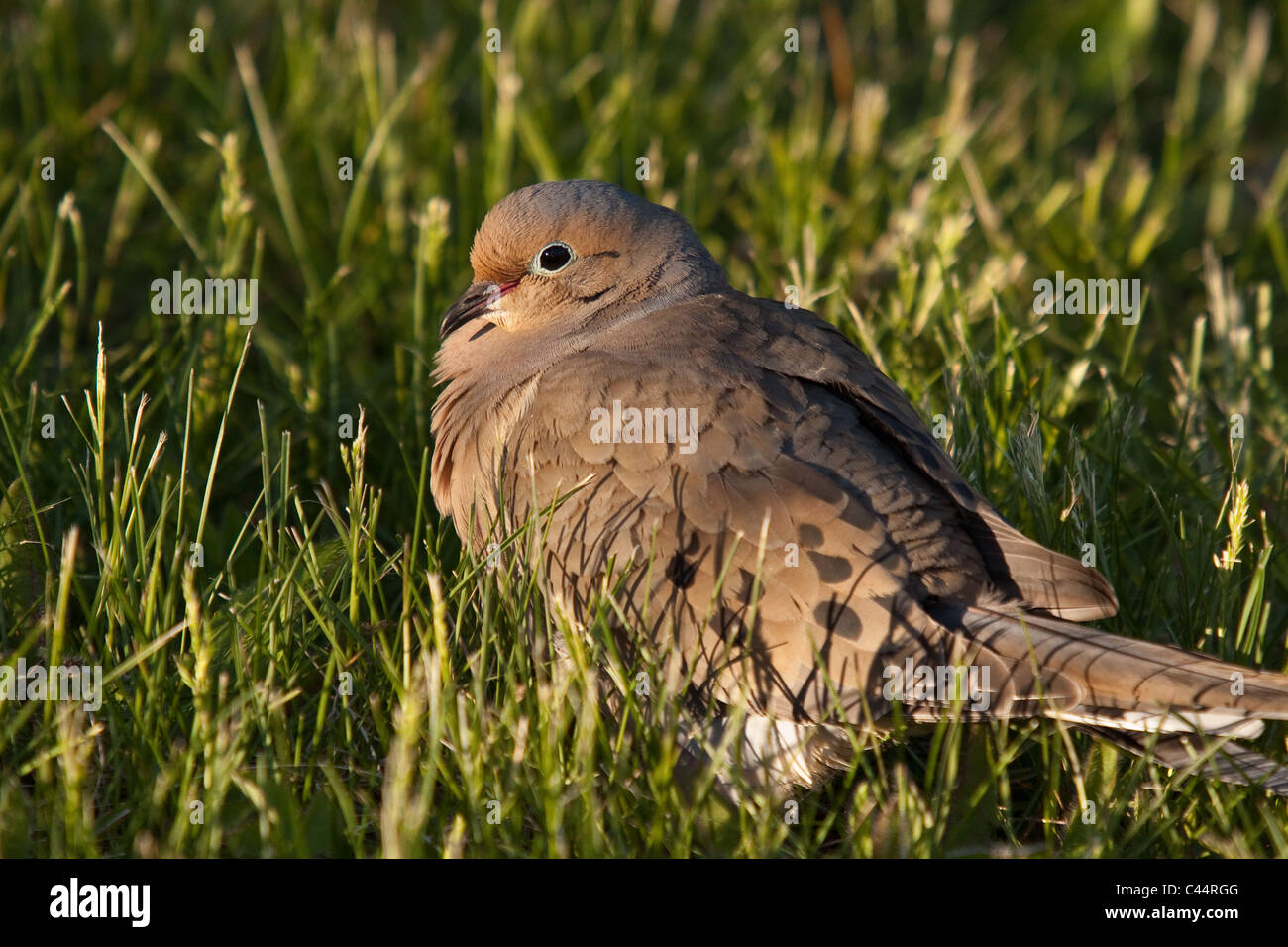 Colomba di dolore Foto Stock
