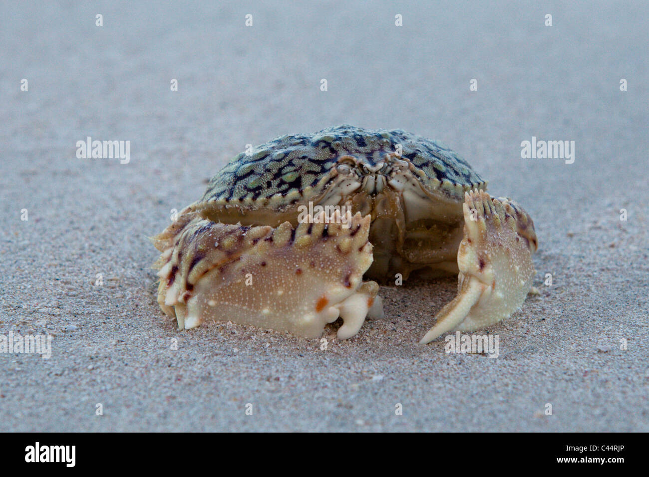 Casella granchi sulla spiaggia, Calappa sp., Punta Rucia, Repubblica Dominicana Foto Stock