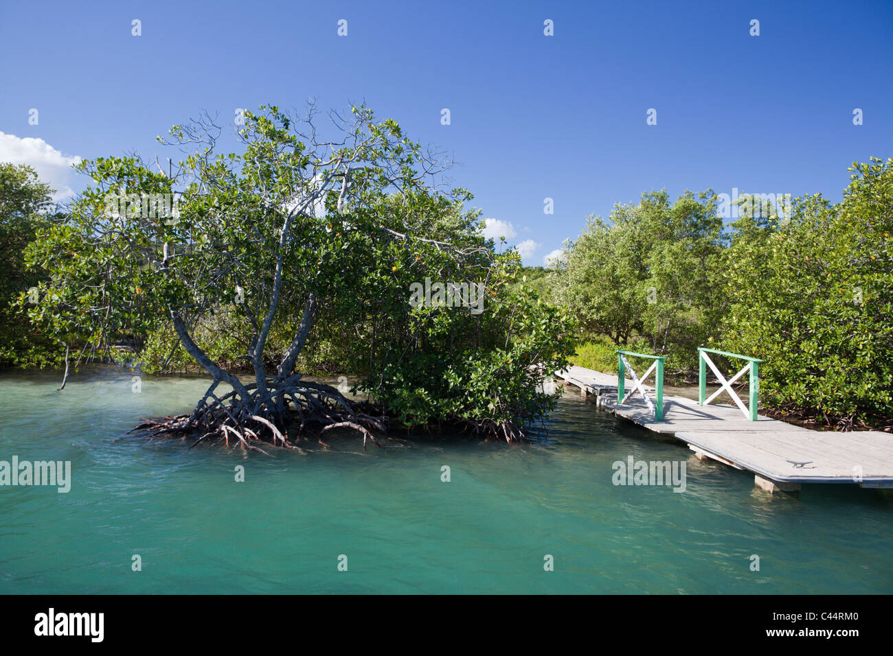 Mangrovie del Parco Nazionale Estero Hondo, Repubblica Dominicana Foto Stock
