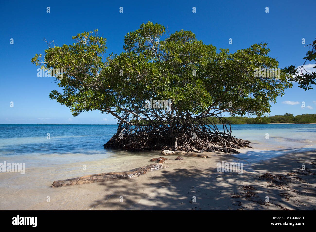 Mangrovie del Parco Nazionale Estero Hondo, Repubblica Dominicana Foto Stock