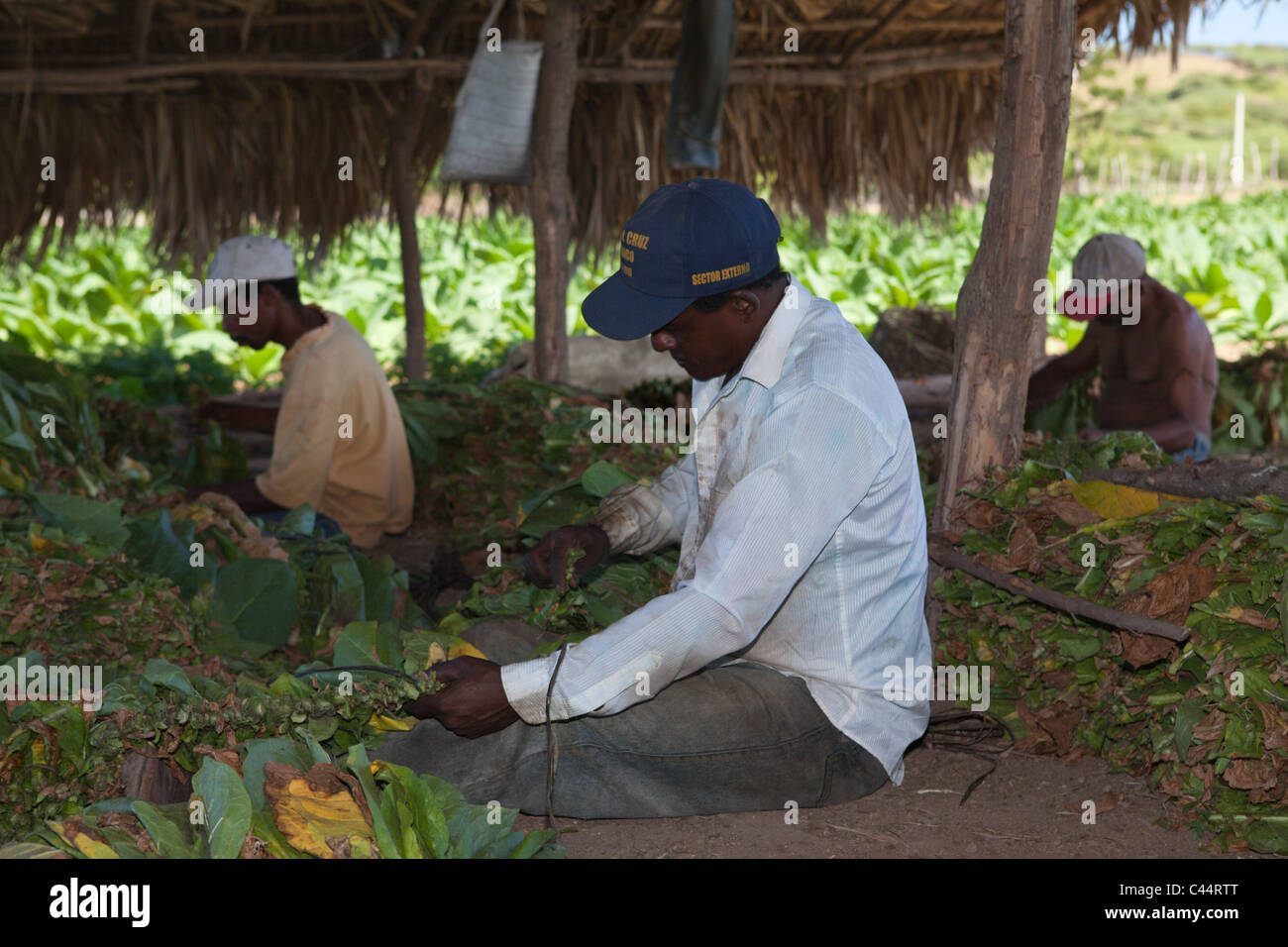 I lavoratori di piccola piantagione di tabacco, Punta Rucia, Repubblica Dominicana Foto Stock