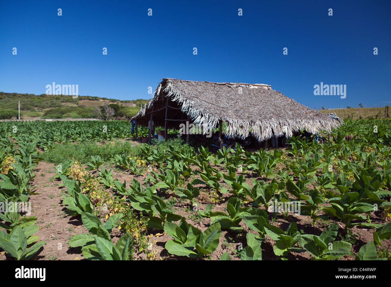 La piantagione di tabacco nell'Outback, Punta Rucia, Repubblica Dominicana Foto Stock
