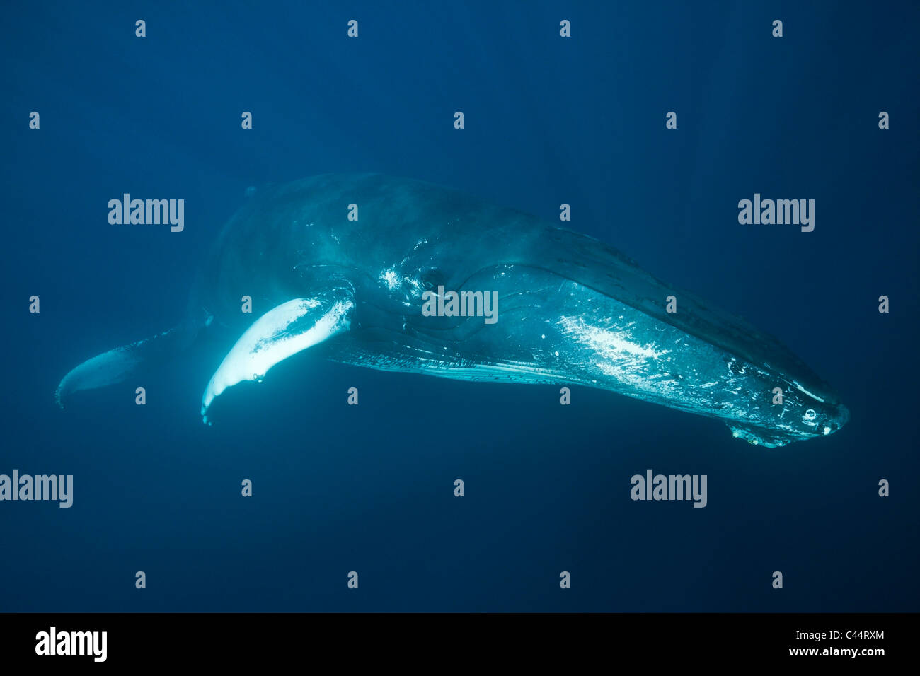 Humpback Whale, Megaptera novaeangliae, Banca d'argento, Oceano Atlantico, Repubblica Dominicana Foto Stock